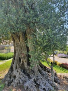 Una scena mozzafiato un antico tronco dulivo americano, con a fianco una conifera pianta di pino, che ricordano leternità della natura, grazie a questi alberi secolari