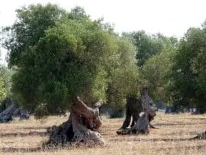 Un ulivo selvatico nella sua naturale bellezza, con lo sfondo di un bosco di quercia, che cresce su una terra ricca di vegetazione allaperto, mostrando un tronco dalbero monumentale e imponente