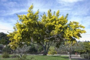 Una persona si gode il profumo di un fiore di mimosa, sotto un grande albero che si estende fino ad un bosco pieno di vegetazione e cespugli, connessa alla natura umana e alla pianta del mimosa