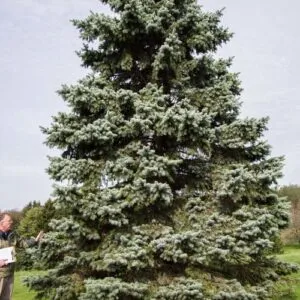 Una persona adulta maschio, con un abete bianco Colorado Spruce, una conifera che fa parte della famiglia degli abeti, in primo piano