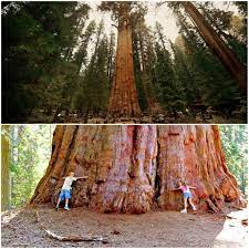 Un bambino in mezzo a un boschetto di sequoie giganti, circondato da una terra ricca di vegetazione e abbracciato da un albero maestoso una persona che diventa uno con la natura Il ManAlbero che vive nel bosco