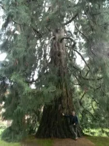 Un uomo adulto sotto un gigantesco albero di conifera, circondato dalla vegetazione del bosco Luomo si abbraccia al tronco dellalbero, simbolo di forza e sapienza Un legno che parla di bellezza, di vita eterna Un legno che racconta le storie di un uomo, una persona, un WoodAlbero