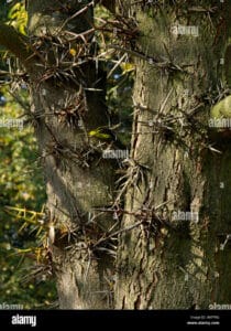 Questa foto mostra un pregiato albero con un tronco di albero ricoperto di muschio e una pianta fungina che sopravvive tra la vegetazione Una visione suggestiva e magica da ammirare nella natura selvaggia
