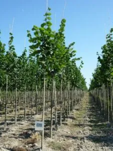 Questa fotografia mostra un albero di tiglio rosso che cresce in un ambiente naturale La sua presenza fa parte della vegetazione che circonda un campo agricolo e una fattoria Si tratta di un esempio di come un armonioso equilibrio tra Uomo e Natura possa contribuire a preservare lambiente e a preservare la salute del suolo