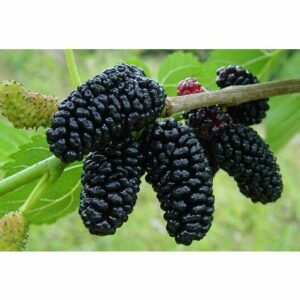 Un gelso che produce mora assapora la bontà naturale di questa deliziosa frutta, direttamente dalla pianta!