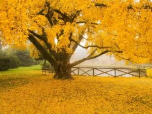 La foto mostra una scena autunnale con una panchina di legno circondata da alberi di ginkgo biloba I mobili in legno rendono lambiente caldo e accogliente, invitando ad un momento di relax tra la natura