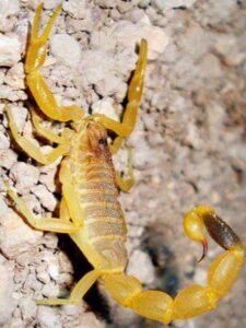 Scorpione che morde, indicando la necessità di disinfestazione professionale