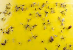Immagine di diverse piante conosciute per respingere i moscerini come metodo di eliminazione naturale