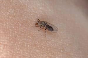 Moscerini che volano in una cucina domestica, rappresentazione del problema da affrontare nellarticolo sui rimedi naturali per eliminare i moscerini