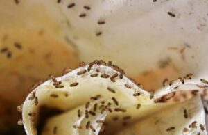 Moscerini di varie specie che volano allinterno di una casa, rappresentando un problema di infestazione domestica