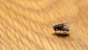 Moscerini visibili raccolti sulle foglie di una pianta, riferimento ad un esperimento su quale tipo di aceto è più efficace per eliminarli