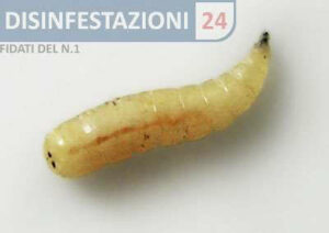 Close up di uova di mosca pronte per la schiusa, illustrando il ciclo vitale e le abitudini riproduttive delle mosche