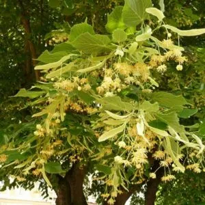 Questa immagine mostra una varietà di alberi e piante erbacee, compreso un albero di tiglio basswood, una quercia, un platano e una pianta in vaso Tutti i vegetali sono ricchi di foglie verdi e rappresentano una varietà di paesaggi urbani