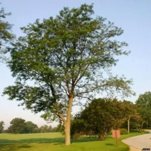 NaturaUna scena da sogno una quercia e un tiglio sullo sfondo di un bosco ricco di vegetazione, con un tronco dalbero pregiato che si erge come protagonista Un luogo incontaminato dove la natura ha il suo massimo splendore allaperto