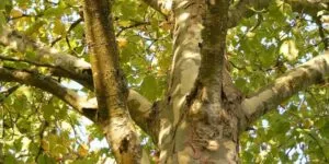 Questa immagine mostra la natura allaperto un bosco che ospita diversi alberi, tra cui un tiglio, una quercia e un platano comune Il tronco di un albero aggiunge un tocco di charme alla bellissima vegetazione