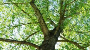 Questa immagine mostra una vista panoramica di un bosco in cui si possono vedere diversi alberi, tra cui un tiglio di montagna, una quercia, un sicomoro e un tronco dalbero La vegetazione è abbondante, e si può vedere la terra, il legno e le altre cose che si trovano allaperto Una scena idilliaca, che ci ricorda limportanza di rispettare la natura