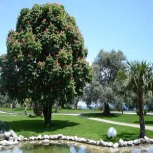 Unimmagine di un prato ricco di vegetazione che si estende fino ad un boschetto di alberi dippocastano in un parco allaperto, per ricordare larmonia della natura e la bellezza della meadow erba