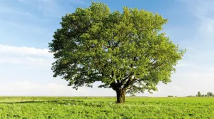 Un albero di quercia imponente, con un tronco di grandi dimensioni, fiorisce in una prateria allaperto con una foglia doro che ricopre la cima del suo alto tiglio Una scena di natura incontaminata che cattura limmaginazione
