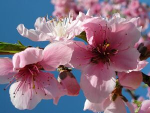Un delizioso frutto NestFiore che prende il suo nome dai suoi petali morbidi come seta, dalle antere che brillano come la luce del sole, dal polline raccolto dalle api e dai fiori di ciliegio Un uccello ritrova il suo nido tra i petali carnosi e rallegra laria con le sue canzoni