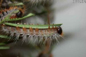 Immagine di nidi di processionaria appesi sugli alberi, come riferimento allarticolo che discute metodi efficaci per eliminare la processionaria
