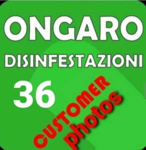 Nidi di vespe Normative e consigli per la disinfestazione delle vespe