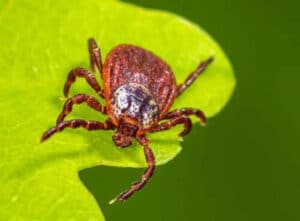 Nidi di zecche su pelle di animale, rappresentazione grafica per articolo su prodotti specifici contro le zecche