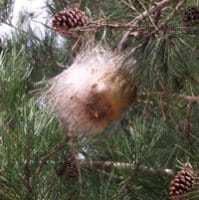 Nido di Processionaria appeso ad un albero, indicatore del periodo ideale per la disinfestazione