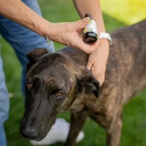 Close up di un nido di zecche sulla pelle di un animale domestico, illustrando la problematica trattata nellarticolo Zecche e pulci differenze e similitudini