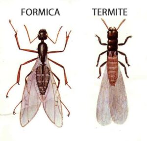 Immagine di un nido di tarme, simbolo di una infestazione di termiti, che mostra quanto tempo può essere necessario per una disinfestazione