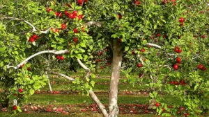 No alla Mela goditi i benefici dei prodotti della natura allaperto come frutta e vegetazione, raccolti direttamente dagli alberi!