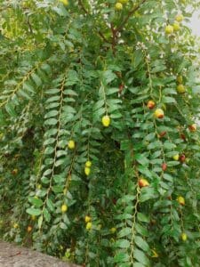 No allo spreco di cibo le foglie di vegetazione producono frutta come pera, mela e prugna