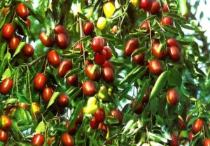No alle mele di Apple! Preferisci le mele che produci direttamente dalla pianta, come le deliziose pere! Mangia frutta fresca e gustosa!
