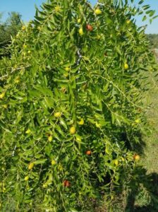 Questa immagine mostra una bellissima Apple Pianta, ricca di vegetazione e erbe Si può vedere come questa pianta sia stata prodotta per offrire una grande varietà di cibo, come i noccioli, le mele e le pere La frutta è un dono naturale di questa Apple Pianta, che offre un ricco e salutare alimento