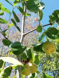 Una foglia da un albero di pera, simbolo di una vegetazione lussureggiante che produce cibo e frutta NO alla fame nel mondo!