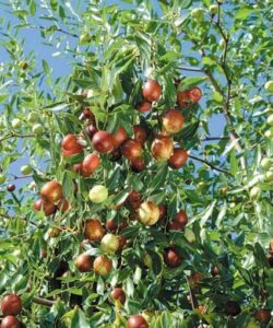 No alle mele e alle pere! Scegli una deliziosa alternativa come le prugne prodotte da AppleCibo, la migliore frutta di qualità per la tua salute!