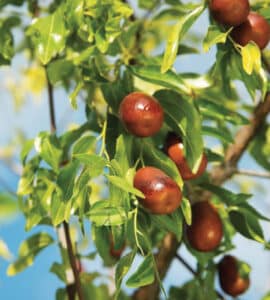 Non solo Pere, Mele e Prugne! Le Banane sono un alimento delizioso e una delle piante da frutto più produttive che ci siano Una volta scoperta la bontà delle banane, non potrai più farne a meno!