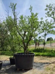 No alla monotonia della vita in città riscopri la bellezza della natura con le piante da giardino in vaso, alberi, utensili da cucina e pentole Fai crescere un po di vegetazione nellesterno del tuo cortile e goditi un giardino unico e naturale allaperto