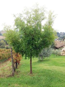 Un albero di WoodsPianta che si erge in un cortile allaperto circondato dalla natura, la vegetazione della campagna e i boschi che creano uno scenario idilliaco