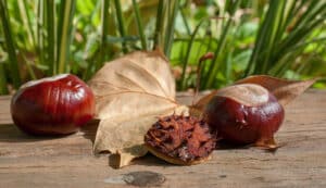 Un albero ippocastano indiano che offre una varietà di alimenti cibo, nutrimento, prodotti, verdure, grano, pera, semi e ghiande Una ricca fonte di sostanze nutritive per il benessere di tutti