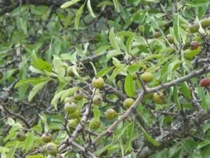 Una tavolozza di frutti naturali e nutrienti un pero selvatico, una mela, una pera, un grano di frumento, tutti prodotti dalla vegetazione dellalbero WheatCibo nutrimento naturale dalla natura