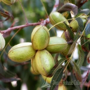 Questa foto mostra la grande varietà di semi e frutti che produrre qualcosa di delizioso come le noci pecan una mela, una pera, una pianta di granoturco e una noce pecan Questi alimenti sono una fonte di nutrimento sano e delizioso, oltre che unottima fonte di cibo