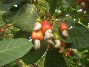 Scopri LeafCibo, linnovativo prodotto a base di noci di acero, pera e altre verdure e frutta per la tua nutrizione Una miscela di sapori e nutrienti per fornire salute e benessere La natura in una foglia