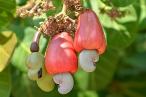 Una deliziosa varietà di frutta e verdura dalle noci di acero alle mele, dalle pere alle verdure, per una sana alimentazione ricca di nutrienti