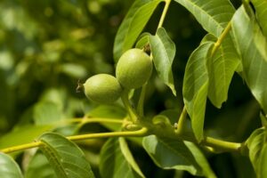 Questa immagine raffigura una noce comune, un alimento ricco di nutrizione Una pianta che produce verdure, frutta e persino una deliziosa nocciola Tutto ciò che serve per mantenere una dieta sana ed equilibrata