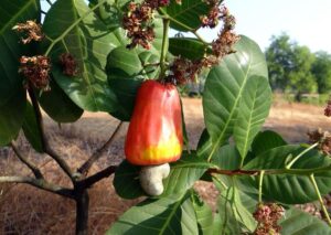 Una foto di aceri dai quali si ricavano noci deliziose, un vero e proprio dono della natura un frutto che offre una grande varietà di nutrienti e benefici alla nutrizione Unalimentazione diversificata e varia, con molti prodotti vegetali come le noci di acero, assicura una dieta sana ed equilibrata
