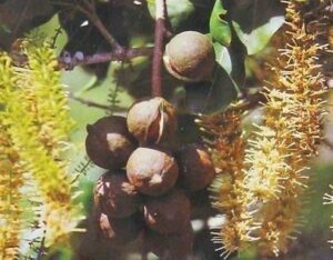 Immagine di una persona che raccoglie i frutti di un albero di macadamia, con una manciata di frutti di macadamia, una pera, grano e un seme Nutrizione e produzione alimentare a partire da un seme