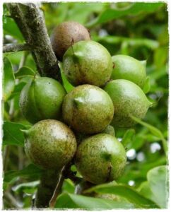 Questa immagine rappresenta la natura al suo meglio un albero di noce macadamia con una pera succosa e una manciata di semi di grano Unimmagine ideale per rappresentare cibo, nutrizione e prodotti vegetali