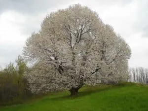 Questa immagine ritrae il padre David che si gode una tranquilla mattinata in un bosco ricco di vegetazione Si può vedere un albero di ciliegio in fiore, insieme a un tiglio e ad altre piante come erba, meadow e prato Unatmosfera di pace e serenità pervade la scena, invitandoci a trascorrere momenti allaperto