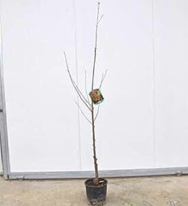 Padre David Cherry Tree, Blackboard e pianta in vaso ununica composizione di fiori e lalbero Ikebana in una lavagna bianca e nera per unarrangiamento perfetto