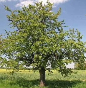 Un tronco di alberi selvatici, come un ciliegio, una quercia, un tiglio, che si erge tra una lussureggiante vegetazione Una scena naturale che cattura la bellezza di un albero nella sua forma più pura